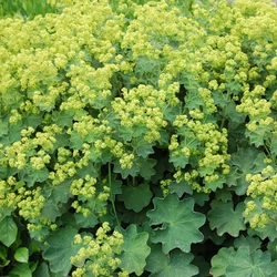 Palástfű nagylevelű - Alchemilla mollis 10/20cm K9x9cm