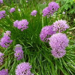 Allium 'Millenium'