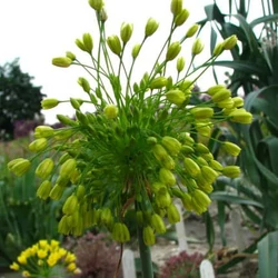 Díszhagyma sárga virágú- Allium chloranthum 'Yellow Fantasy' 20/30cm K14cm
