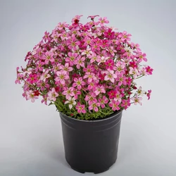 Saxifraga arendsii 'Touran Pink'