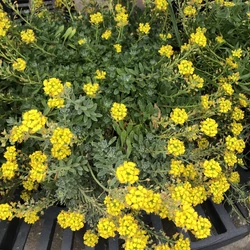 Alyssum wulfenianum 'Golden Spring'