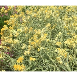 Anaphalis triplinervis 'Schwefellicht'