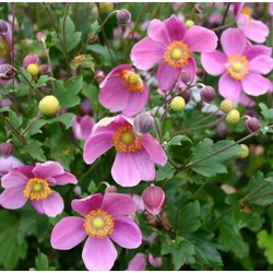 Anemone hupehensis 'Praecox'