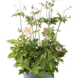 Anemone hupehensis 'Princess Pink'
