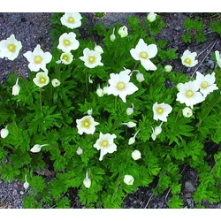 Anemone sylvestris