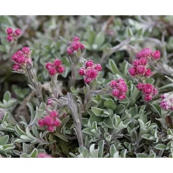Macskatalp parlagi rózsaszín - Antennaria dioica 'Rotes Wunder' 5/10cm K9x9cm