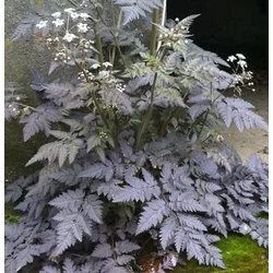 Anthriscus sylvestris 'Ravenswing'