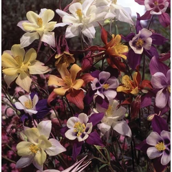 Aquilegia 'Bidermeier'