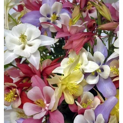 Aquilegia mix