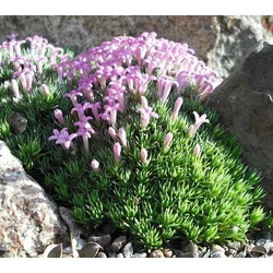 Müge görög - Asperula gussonii 5/10cm K9x9cm