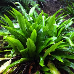 Asplenium scolopendrium