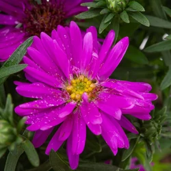 Aster dumosus 'Amethyst'