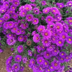 Aster novae angliae 'Purple Dome'