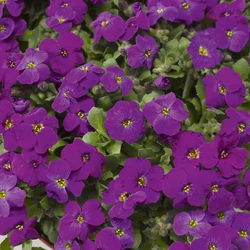 Aubrieta 'Audrey Purple Shades'