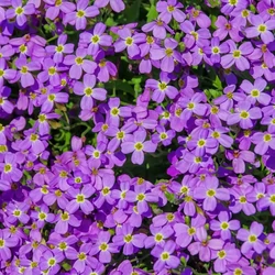 Aubrieta gracilis 'Kitte'