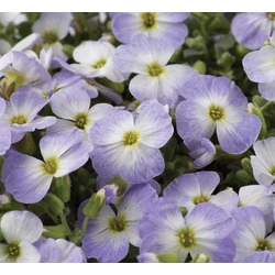 Aubrieta 'Regado Blue White Colour'