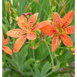 Belamcanda chinensis