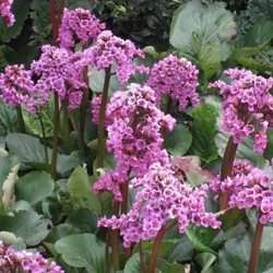 Bergenia 'Winterglöd'