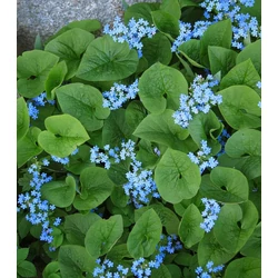 Brunnera macrophylla