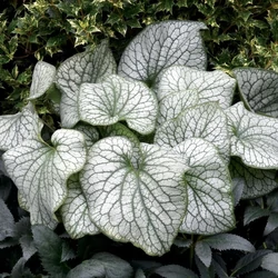 Brunnera macrophylla 'Alexander's Great'