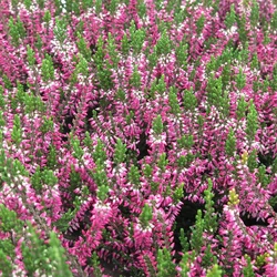 Calluna vulgaris