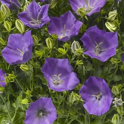 Campanula carpatica 'Pristar Deep Blue'