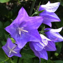 Campanula persicifolia 'Takion Blue'