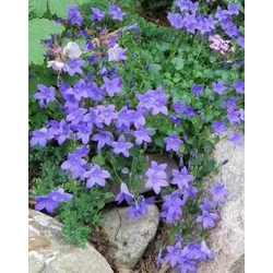 Campanula poscharskyana 'Blue Rivulet'