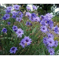 Catananche caerulea
