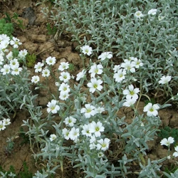 Cerastium tomentosum