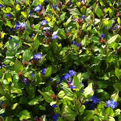 Ceratostigma plumbaginoides