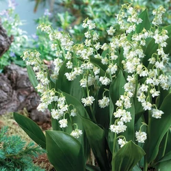 Convallaria majalis