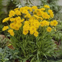 Coreopsis grandiflora 'Early Sunrise'