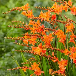 Crocosmia 'Lucifer'