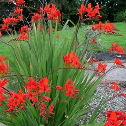 Crocosmia 'Lucifer'