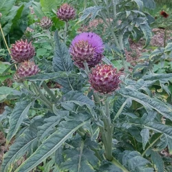 Bogáncs articsóka - Cynara cardunculus 20/30cm K2l 