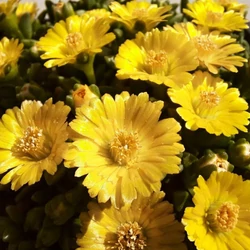 Delosperma nubigenum