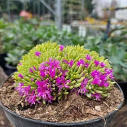 Delosperma sphalmanthoides