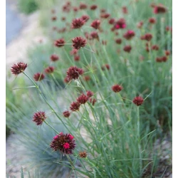 Dianthus cruentus