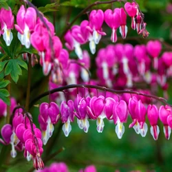 Dicentra (Lamprocapnos) spectabilis