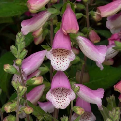 Digitalis purpurea 'Hanabee Pink'