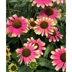 Echinacea 'Pink Lemonade'