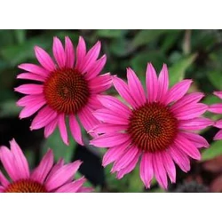 Echinacea purpurea 'Bright Rose'