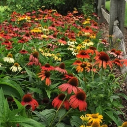 Echinacea purpurea 'Cheyenne Spirit'