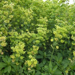 Euphorbia amygdaloides robbiae