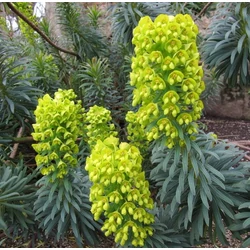 Euphorbia characias wulfenii