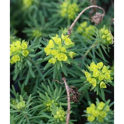 Euphorbia cyparissias 'Tall Boy'