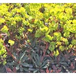 Euphorbia martinii 'Ascot Petite'