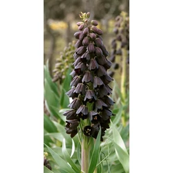Fritillaria persica