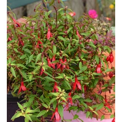 Fuchsia magellanica